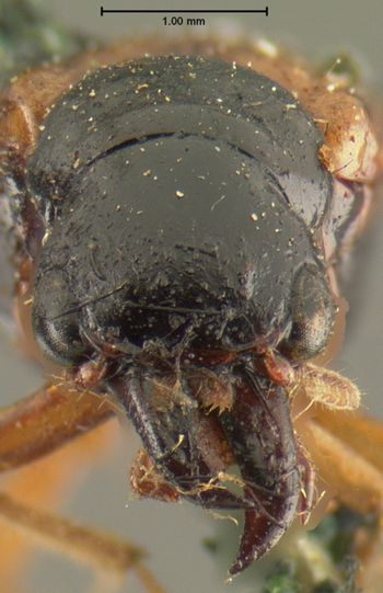 Media type: image; Entomology 34612   Aspect: head frontal view